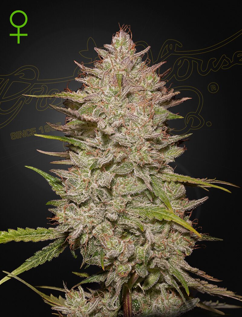 Chemical Candy Auto, Фасовка: 5